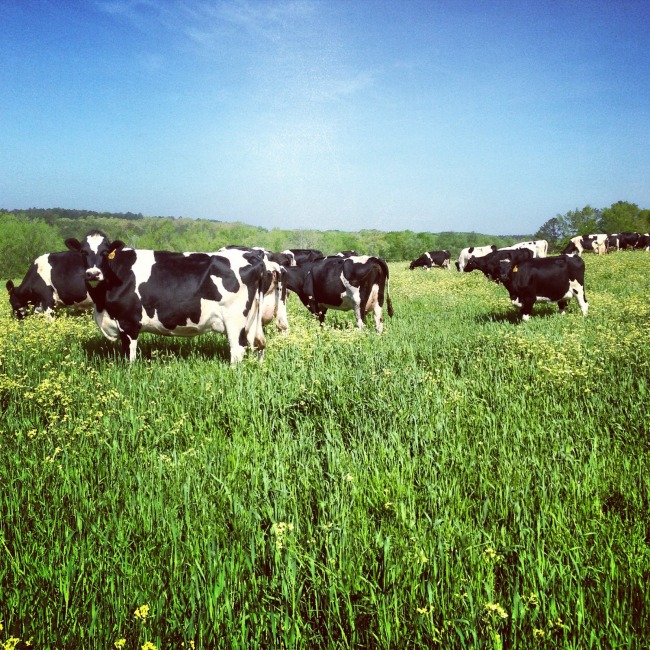dairy cow Holstein Alabama pastures 